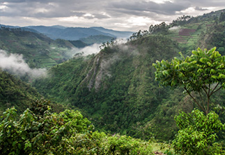 Guinea